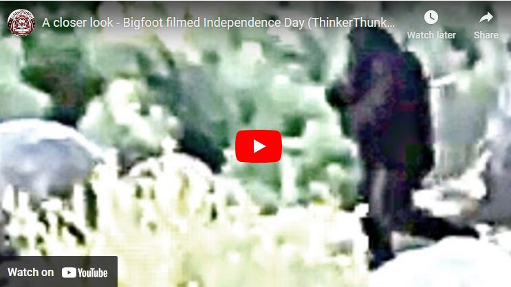 A closer look – Bigfoot filmed Independence Day (ThinkerThunker)