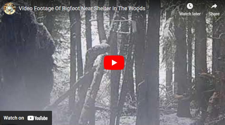 Bigfoot Near Shelter In The Woods