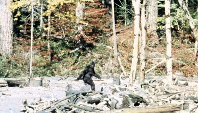 Frame 352 of the 1967 Patterson-Gimlin film