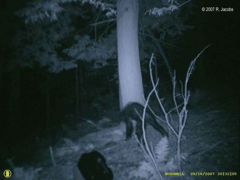 Sasquatch juvenile picture posted in Bigfoot group