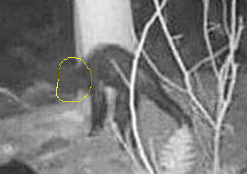 Black Bear with mange picture posted in Bigfoot group