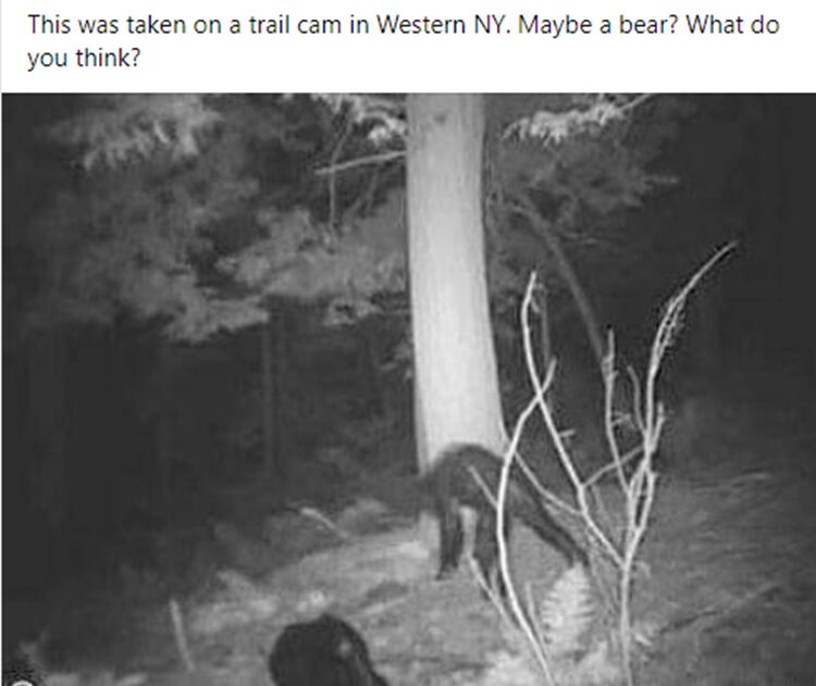 Black Bear with mange picture posted in Bigfoot group