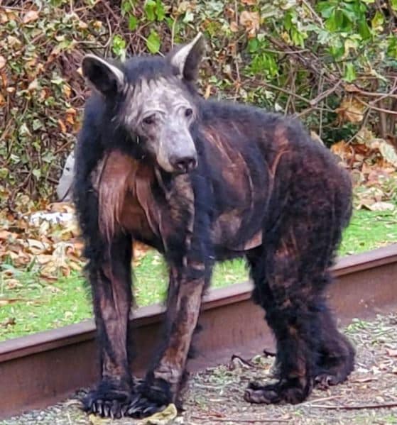 Black bear with mange