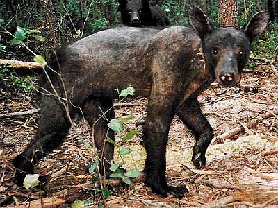 Black bear with mange