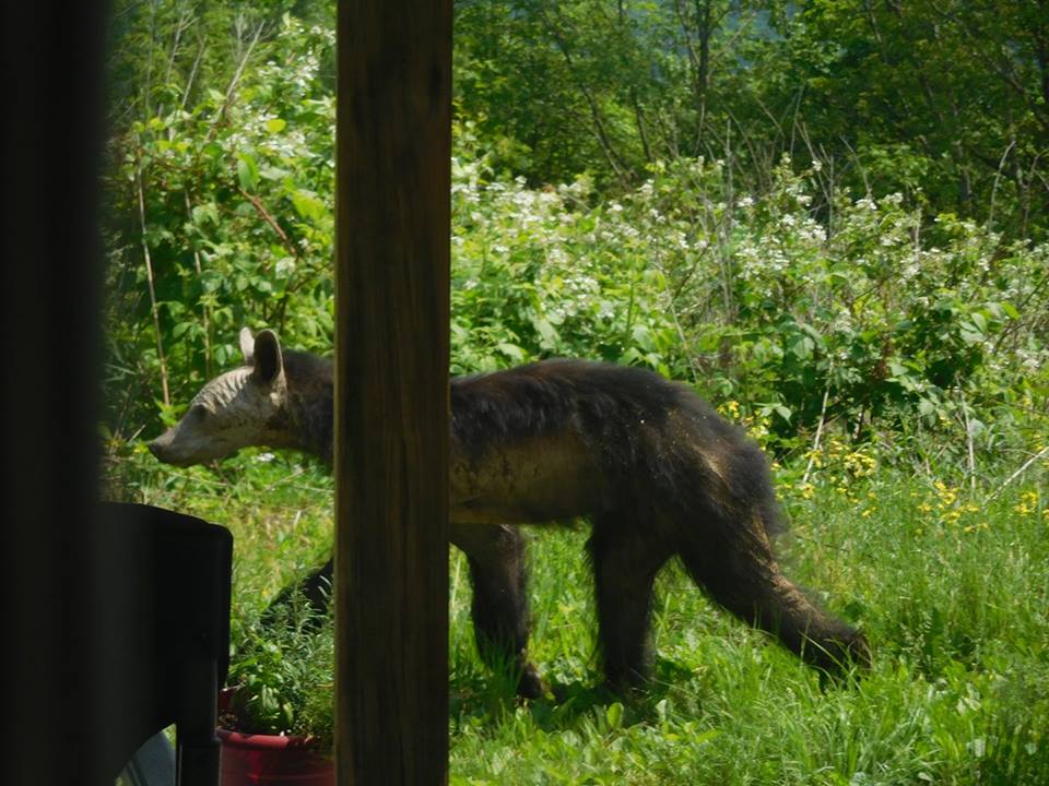 Black bear with mange