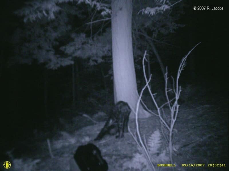 Jacobs Bigfoot Picture 