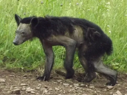 black bear with mange PA