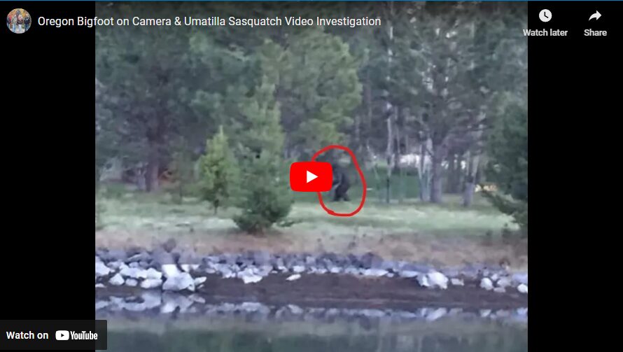 Oregon Bigfoot on Camera & Umatilla Sasquatch Video Investigation