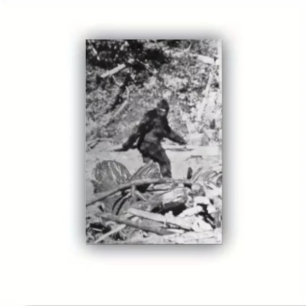 Patterson Gimlin Patty the Bigfoot Canvas Print