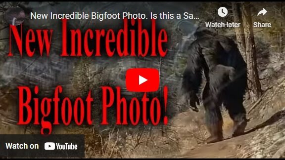 New Incredible Bigfoot Photo. Is this a Sasquatch